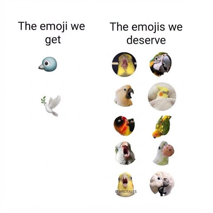 42 Bird Memes Shared By This Page That Prove Birds Are The Internet&rsquo;s Most Underrated Comedians
