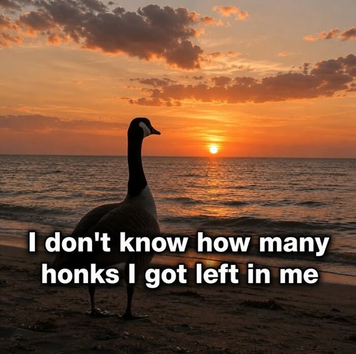 42 Bird Memes Shared By This Page That Prove Birds Are The Internet&rsquo;s Most Underrated Comedians