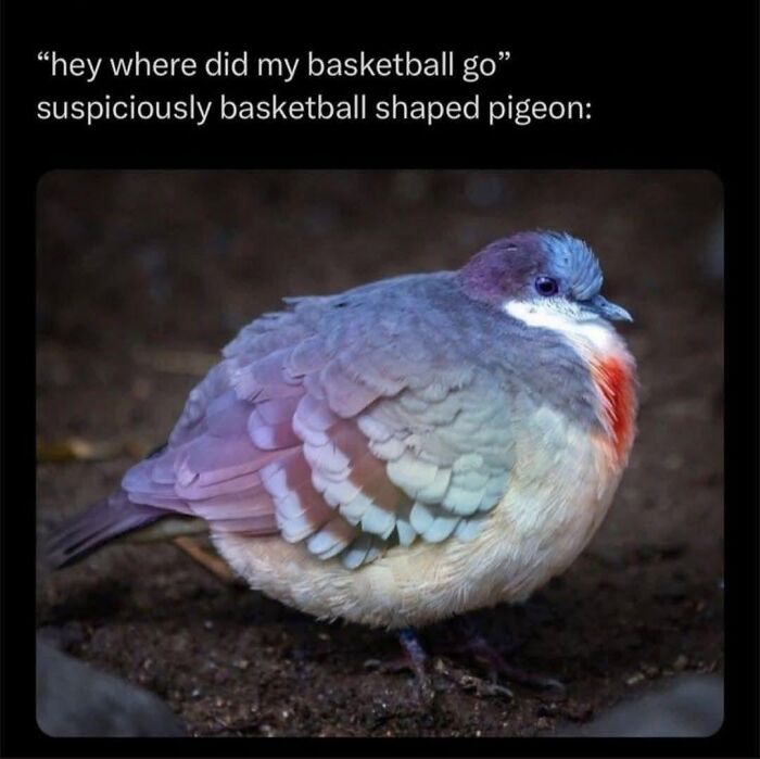 42 Bird Memes Shared By This Page That Prove Birds Are The Internet&rsquo;s Most Underrated Comedians