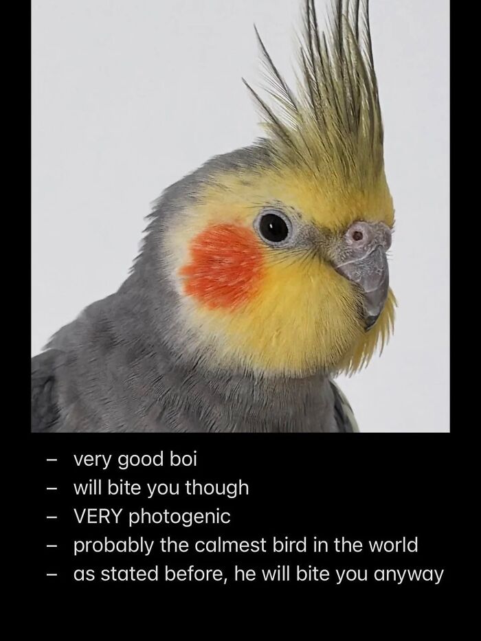 42 Bird Memes Shared By This Page That Prove Birds Are The Internet&rsquo;s Most Underrated Comedians