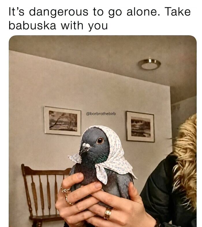 42 Bird Memes Shared By This Page That Prove Birds Are The Internet&rsquo;s Most Underrated Comedians