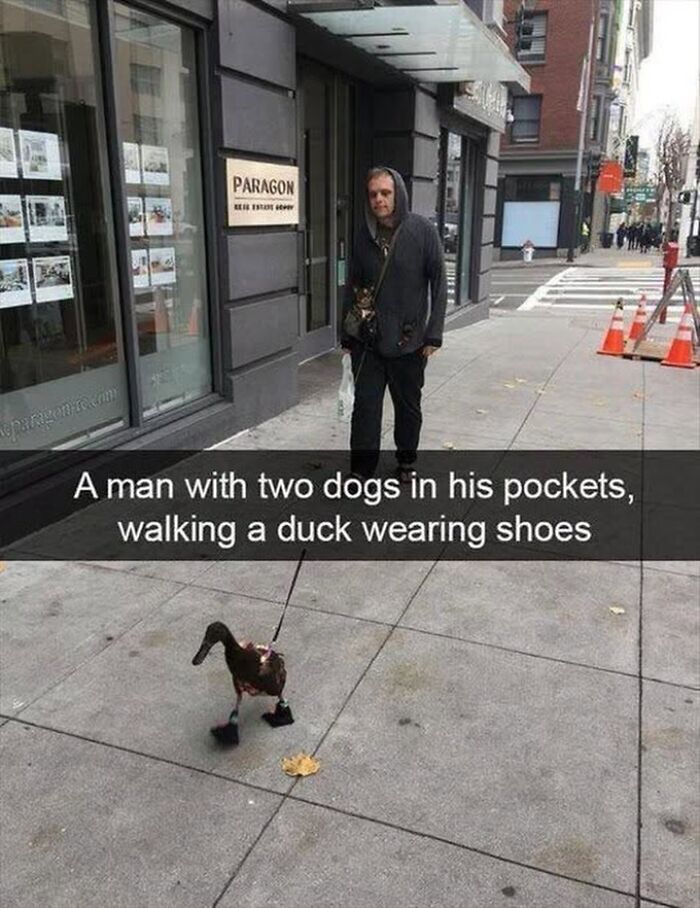 42 Bird Memes Shared By This Page That Prove Birds Are The Internet&rsquo;s Most Underrated Comedians