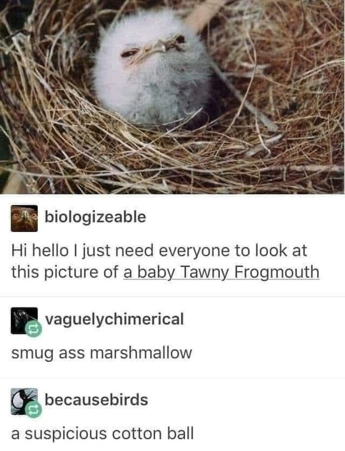 42 Bird Memes Shared By This Page That Prove Birds Are The Internet&rsquo;s Most Underrated Comedians