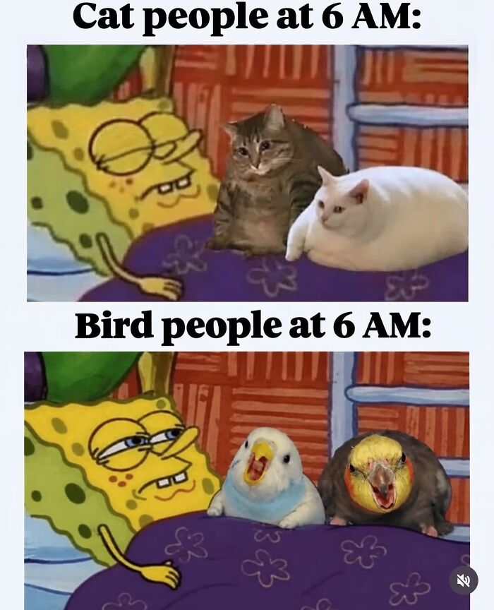 42 Bird Memes Shared By This Page That Prove Birds Are The Internet&rsquo;s Most Underrated Comedians