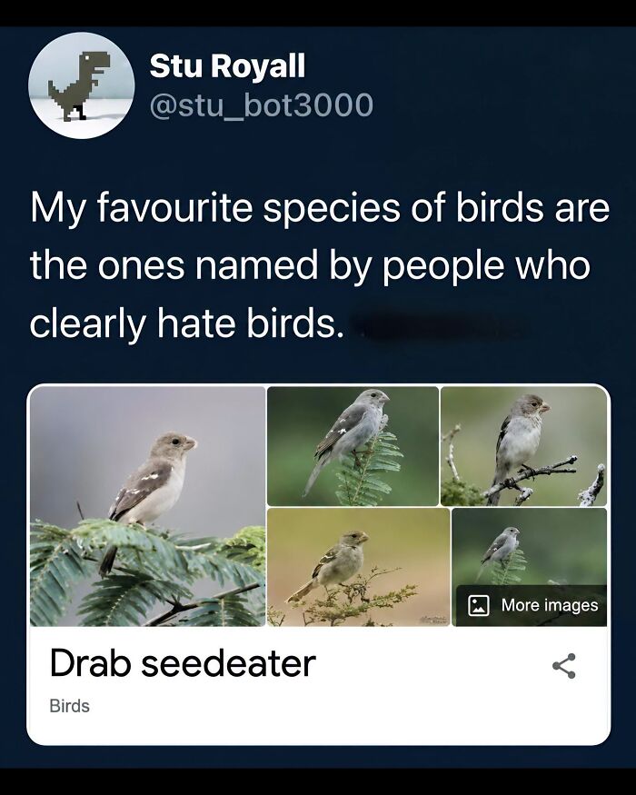 42 Bird Memes Shared By This Page That Prove Birds Are The Internet&rsquo;s Most Underrated Comedians