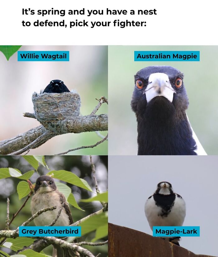 42 Bird Memes Shared By This Page That Prove Birds Are The Internet&rsquo;s Most Underrated Comedians
