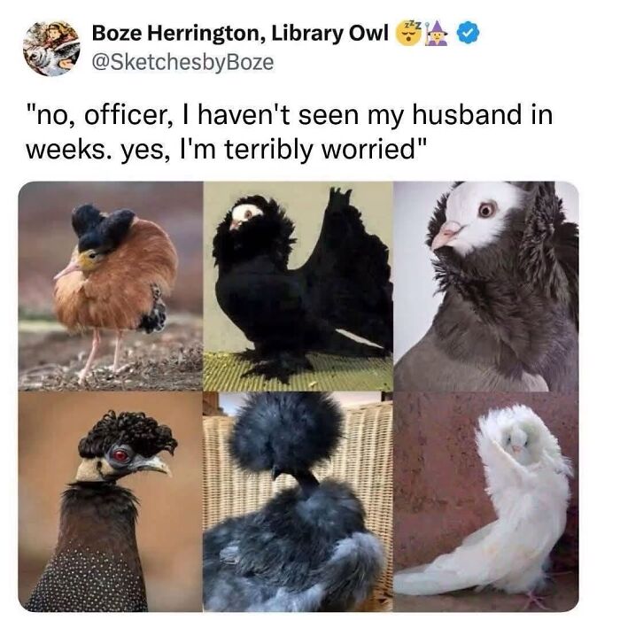 42 Bird Memes Shared By This Page That Prove Birds Are The Internet&rsquo;s Most Underrated Comedians
