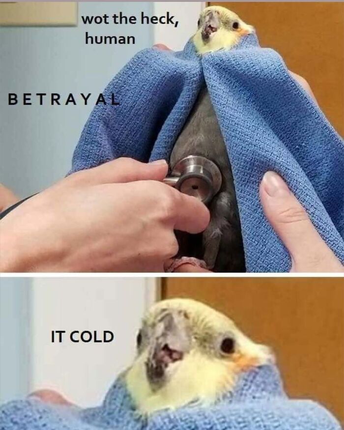 42 Bird Memes Shared By This Page That Prove Birds Are The Internet&rsquo;s Most Underrated Comedians