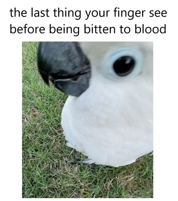 42 Bird Memes Shared By This Page That Prove Birds Are The Internet&rsquo;s Most Underrated Comedians
