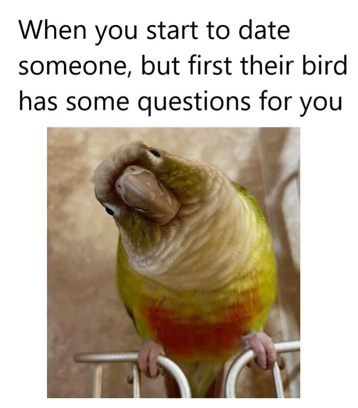 42 Bird Memes Shared By This Page That Prove Birds Are The Internet&rsquo;s Most Underrated Comedians