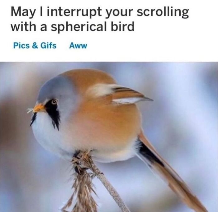 42 Bird Memes Shared By This Page That Prove Birds Are The Internet&rsquo;s Most Underrated Comedians