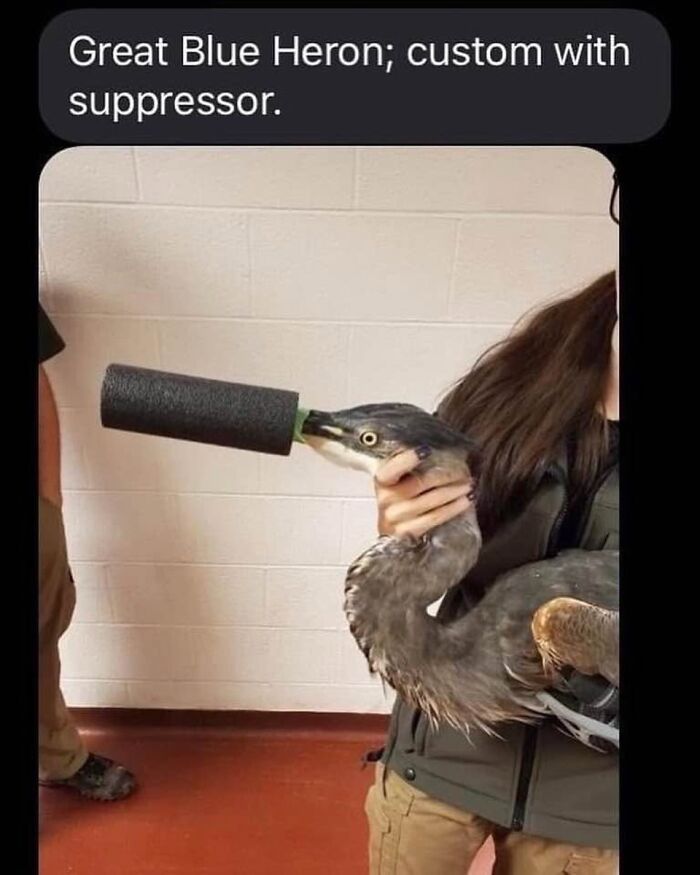 42 Bird Memes Shared By This Page That Prove Birds Are The Internet&rsquo;s Most Underrated Comedians