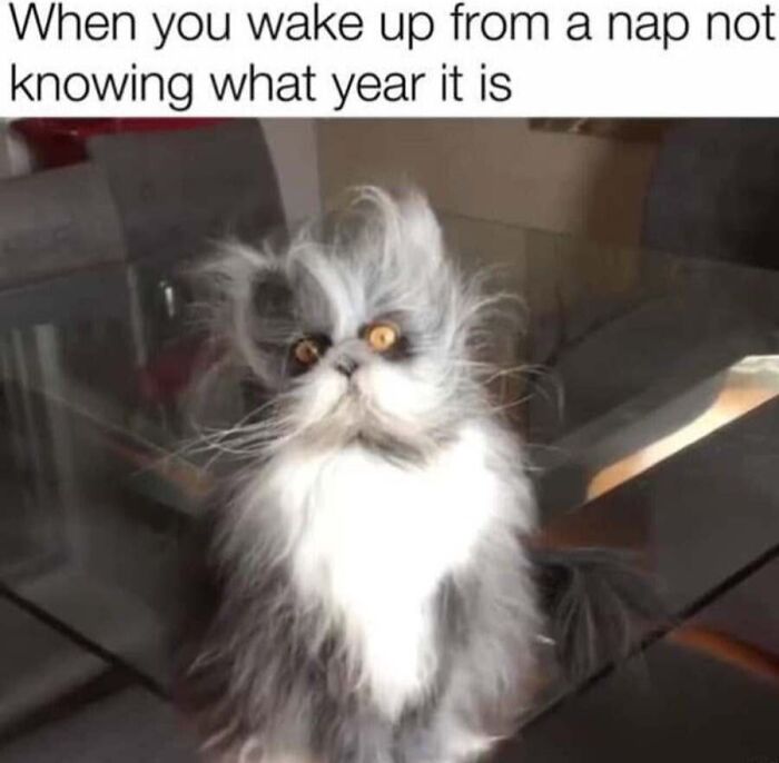 This Page Shared 40 Cat Memes That Prove Feline Expressions Are Perfect For Just About Any Situation