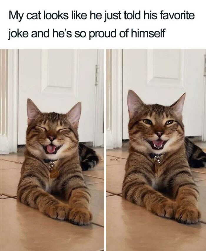 This Page Shared 40 Cat Memes That Prove Feline Expressions Are Perfect For Just About Any Situation