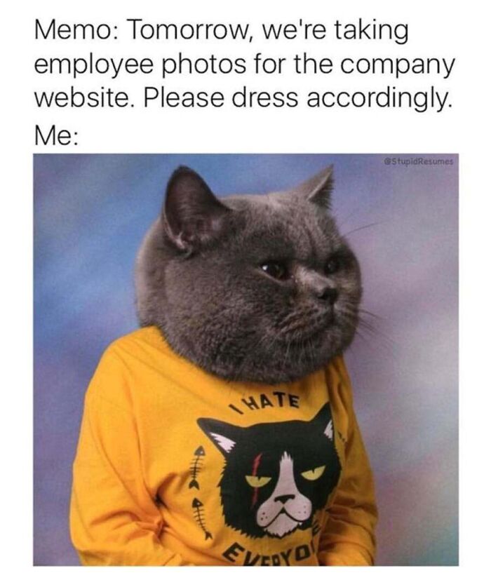 This Page Shared 40 Cat Memes That Prove Feline Expressions Are Perfect For Just About Any Situation