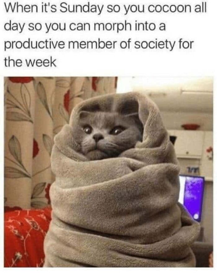 This Page Shared 40 Cat Memes That Prove Feline Expressions Are Perfect For Just About Any Situation