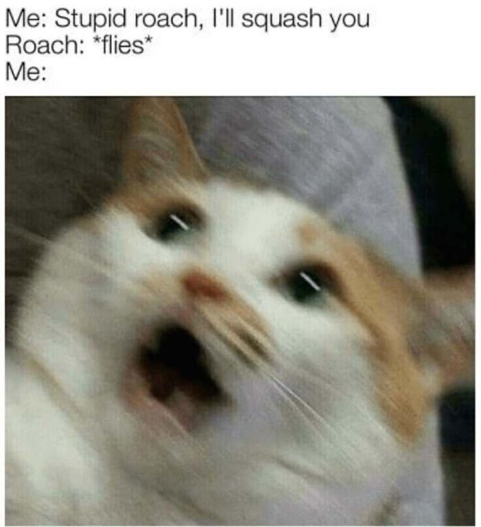 This Page Shared 40 Cat Memes That Prove Feline Expressions Are Perfect For Just About Any Situation