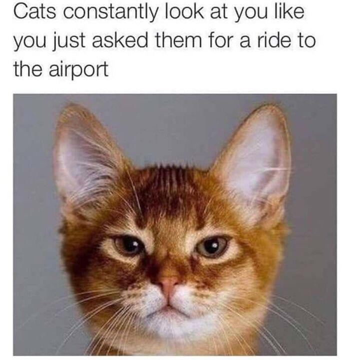 This Page Shared 40 Cat Memes That Prove Feline Expressions Are Perfect For Just About Any Situation