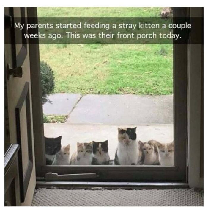 This Page Shared 40 Cat Memes That Prove Feline Expressions Are Perfect For Just About Any Situation