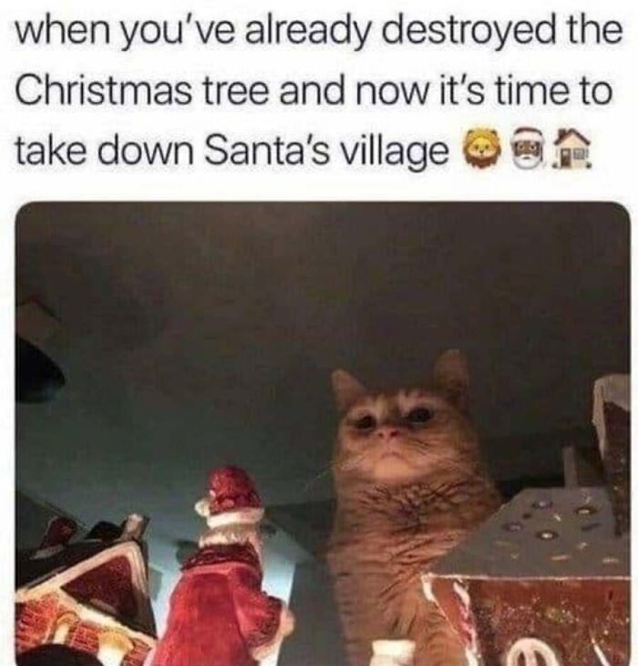 This Page Shared 40 Cat Memes That Prove Feline Expressions Are Perfect For Just About Any Situation