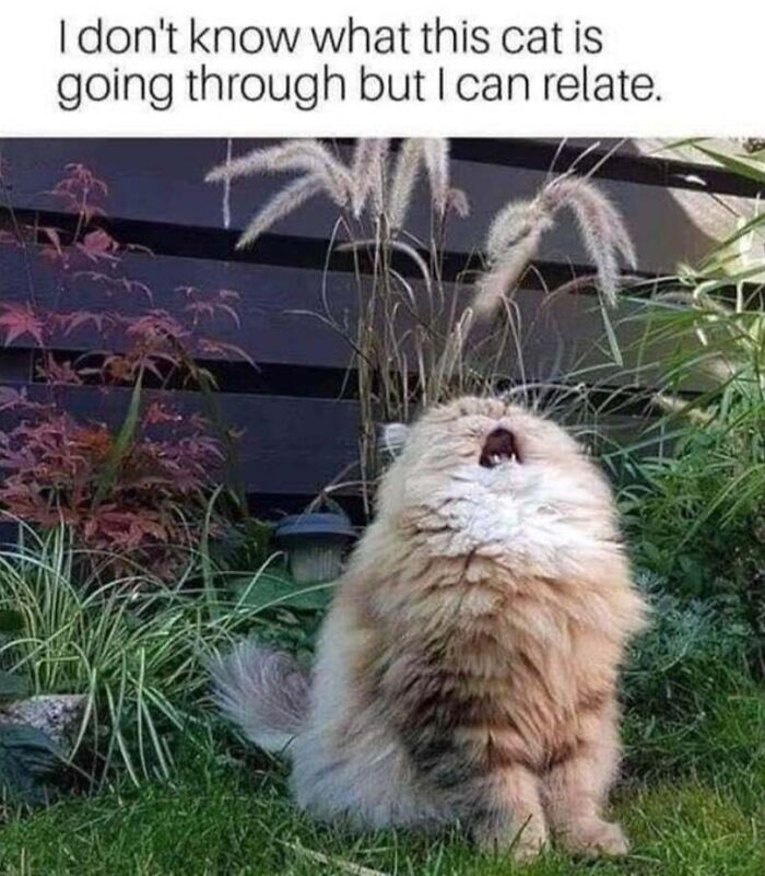 This Page Shared 40 Cat Memes That Prove Feline Expressions Are Perfect For Just About Any Situation