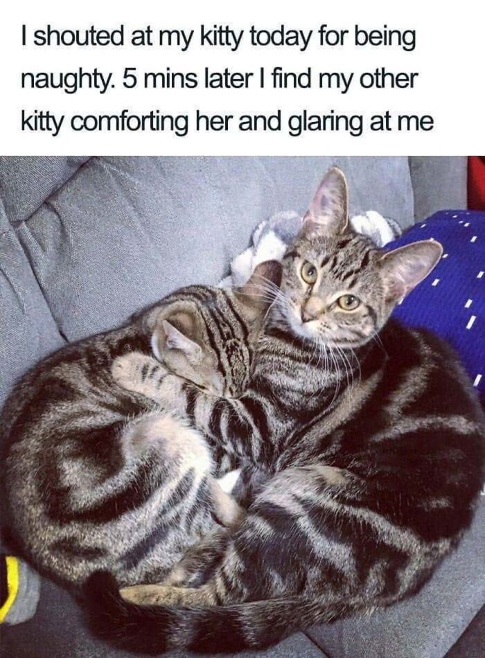 This Page Shared 40 Cat Memes That Prove Feline Expressions Are Perfect For Just About Any Situation