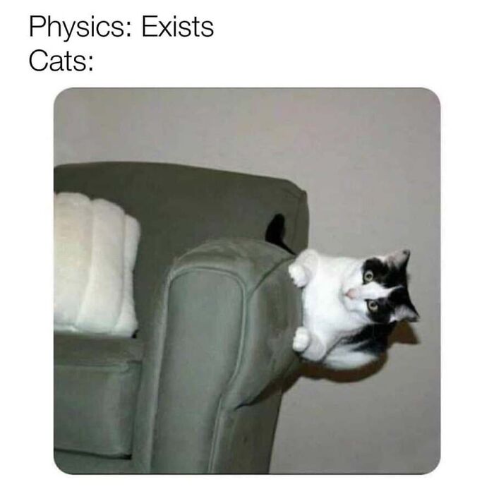 This Page Shared 40 Cat Memes That Prove Feline Expressions Are Perfect For Just About Any Situation