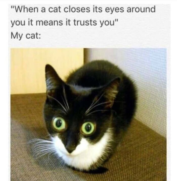 This Page Shared 40 Cat Memes That Prove Feline Expressions Are Perfect For Just About Any Situation
