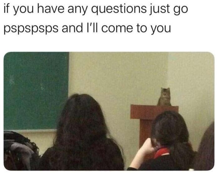 This Page Shared 40 Cat Memes That Prove Feline Expressions Are Perfect For Just About Any Situation