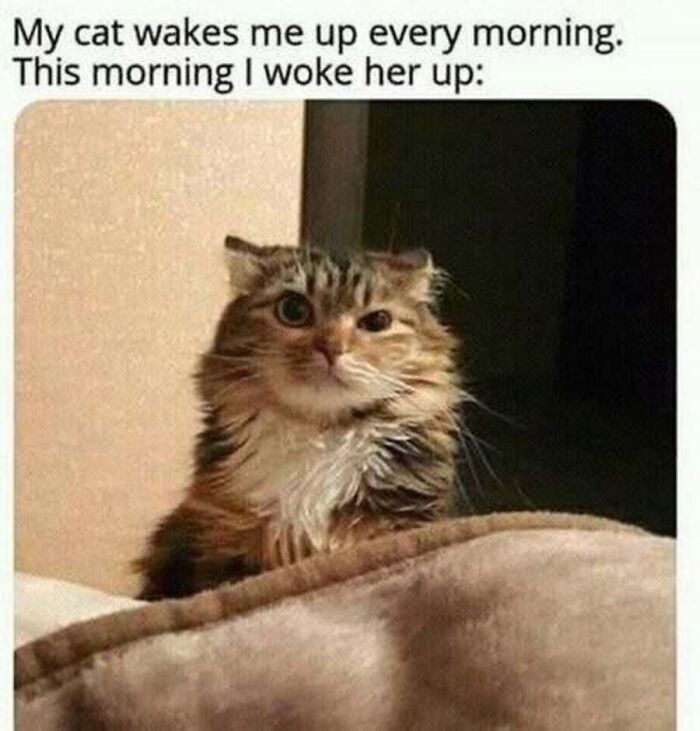 This Page Shared 40 Cat Memes That Prove Feline Expressions Are Perfect For Just About Any Situation
