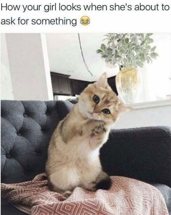This Page Shared 40 Cat Memes That Prove Feline Expressions Are Perfect For Just About Any Situation