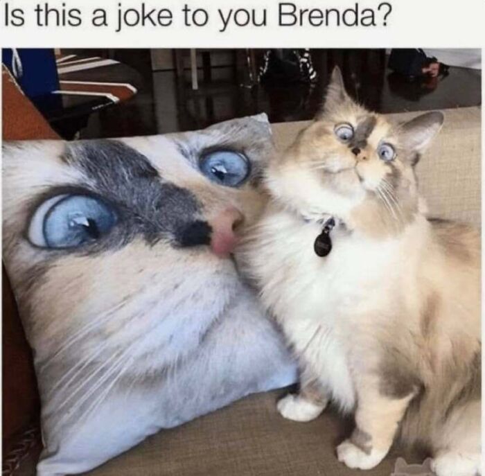 This Page Shared 40 Cat Memes That Prove Feline Expressions Are Perfect For Just About Any Situation