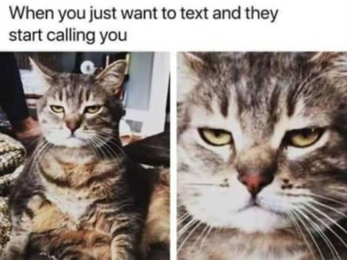 This Page Shared 40 Cat Memes That Prove Feline Expressions Are Perfect For Just About Any Situation