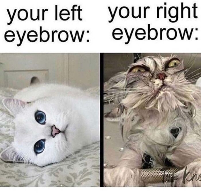 This Page Shared 40 Cat Memes That Prove Feline Expressions Are Perfect For Just About Any Situation