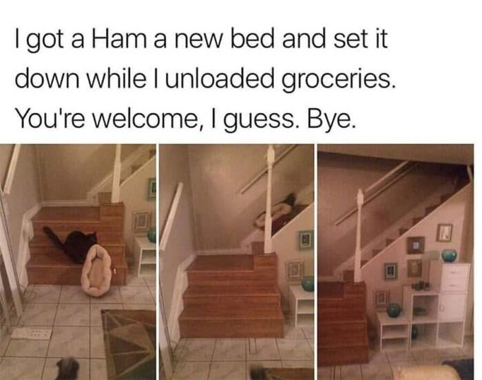 This Page Shared 40 Cat Memes That Prove Feline Expressions Are Perfect For Just About Any Situation