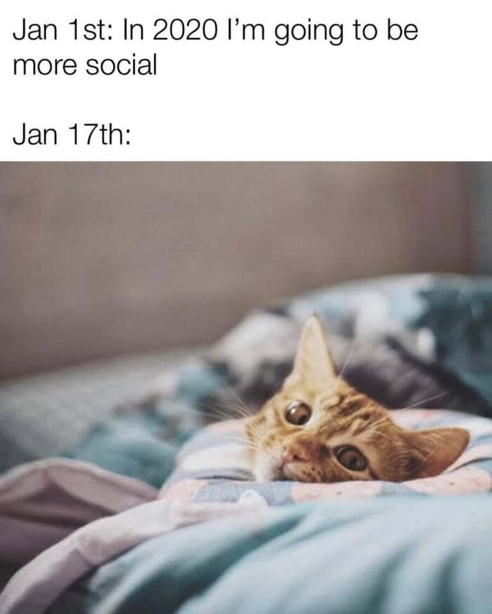 This Page Shared 40 Cat Memes That Prove Feline Expressions Are Perfect For Just About Any Situation