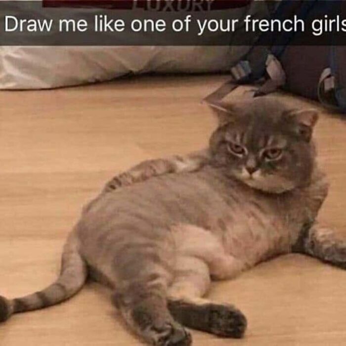 This Page Shared 40 Cat Memes That Prove Feline Expressions Are Perfect For Just About Any Situation