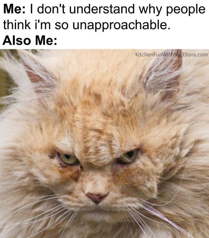 This Page Shared 40 Cat Memes That Prove Feline Expressions Are Perfect For Just About Any Situation