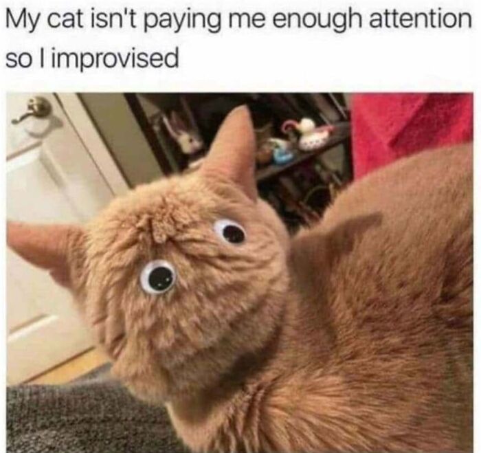 This Page Shared 40 Cat Memes That Prove Feline Expressions Are Perfect For Just About Any Situation
