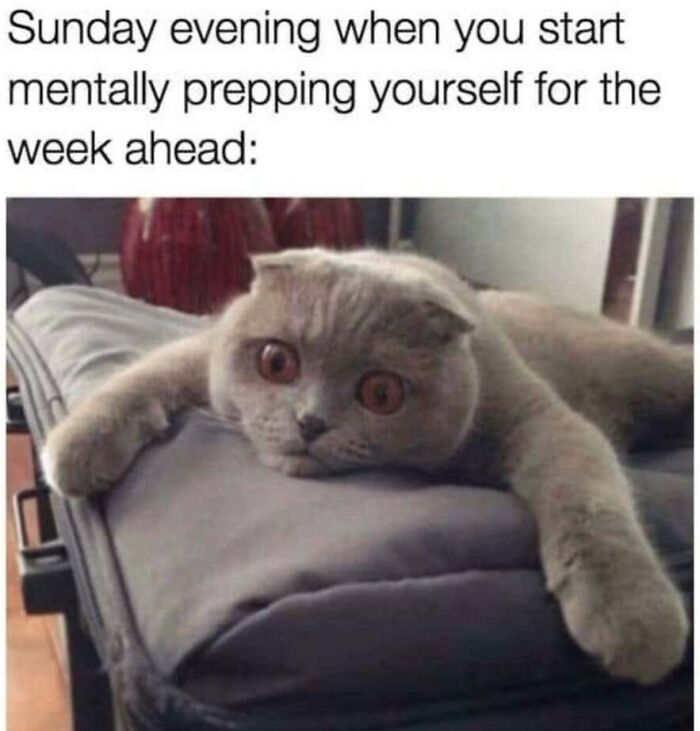 This Page Shared 40 Cat Memes That Prove Feline Expressions Are Perfect For Just About Any Situation