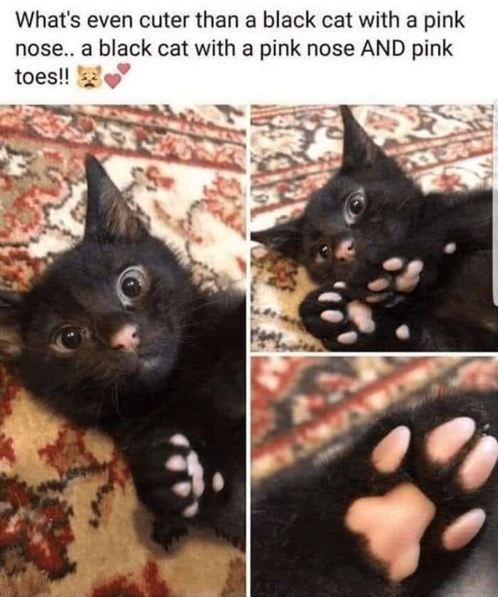 This Page Shared 40 Cat Memes That Prove Feline Expressions Are Perfect For Just About Any Situation