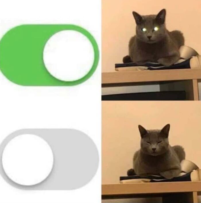 This Page Shared 40 Cat Memes That Prove Feline Expressions Are Perfect For Just About Any Situation