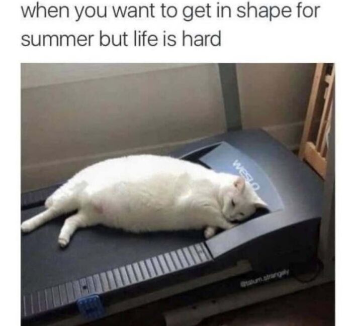 This Page Shared 40 Cat Memes That Prove Feline Expressions Are Perfect For Just About Any Situation