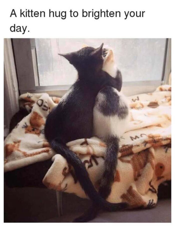 This Page Shared 40 Cat Memes That Prove Feline Expressions Are Perfect For Just About Any Situation