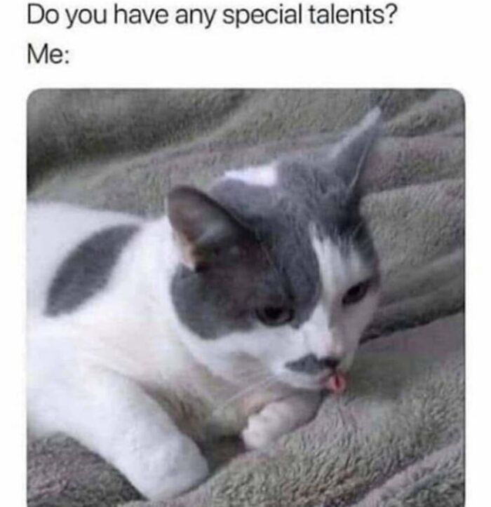 This Page Shared 40 Cat Memes That Prove Feline Expressions Are Perfect For Just About Any Situation