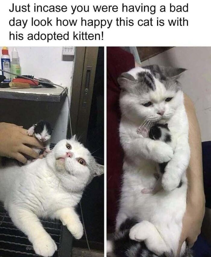 This Page Shared 40 Cat Memes That Prove Feline Expressions Are Perfect For Just About Any Situation