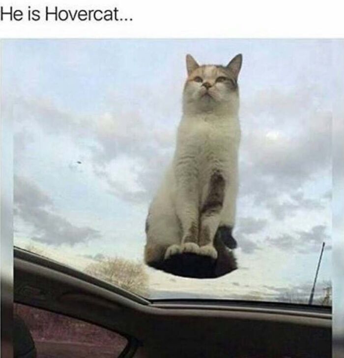 This Page Shared 40 Cat Memes That Prove Feline Expressions Are Perfect For Just About Any Situation