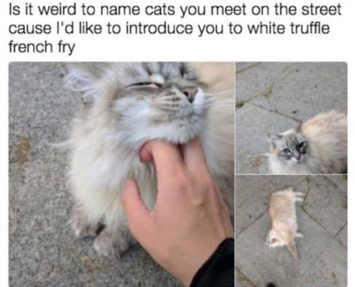This Page Shared 40 Cat Memes That Prove Feline Expressions Are Perfect For Just About Any Situation