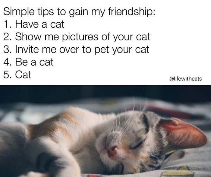 This Page Shared 40 Cat Memes That Prove Feline Expressions Are Perfect For Just About Any Situation