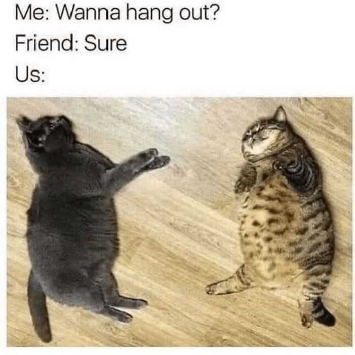 This Page Shared 40 Cat Memes That Prove Feline Expressions Are Perfect For Just About Any Situation